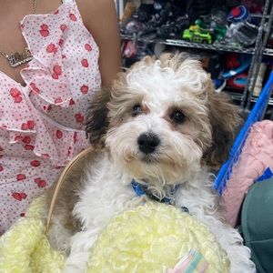 Meet your Posher, Daniela